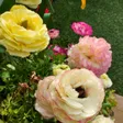 Garden care